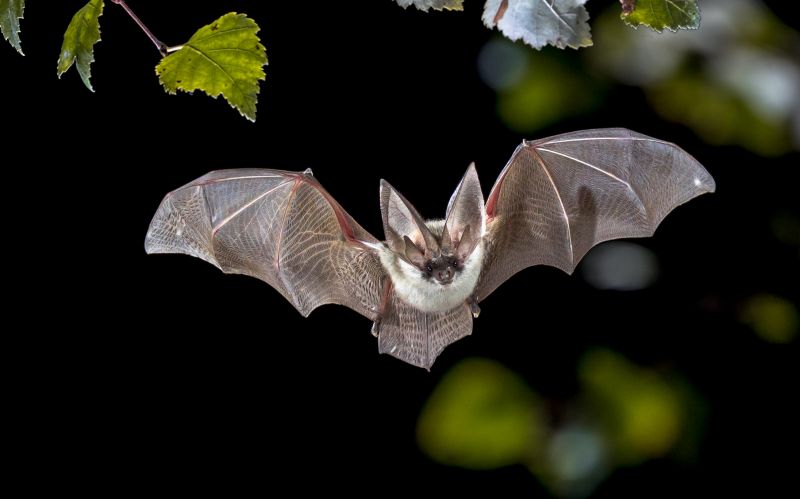 Bat Infestations In Homes: Health Risks And Safe Removal