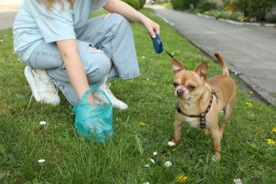 Deceased Pet Disposal Costs — Cost of Deceased Pet Disposal