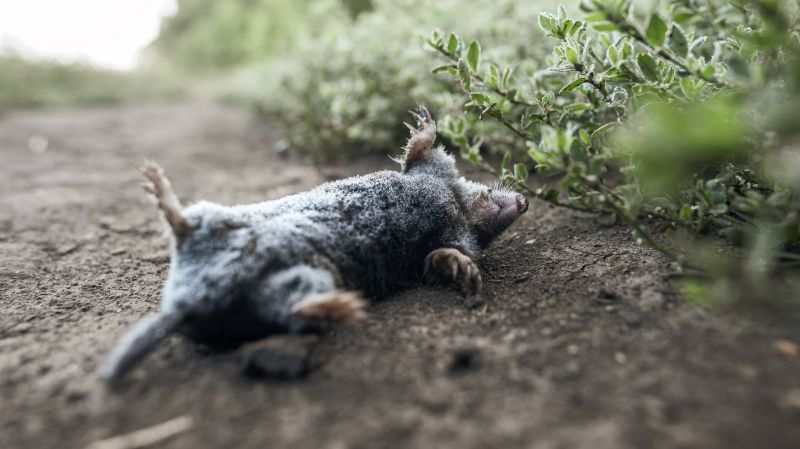 Deceased Pet Disposal