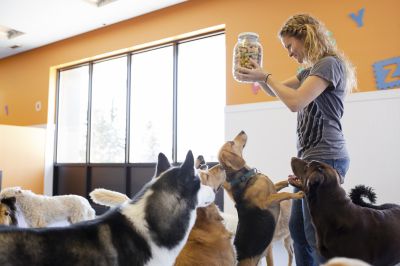 Humane Disposal Methods