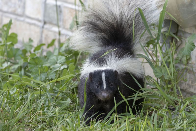Skunk Extermination